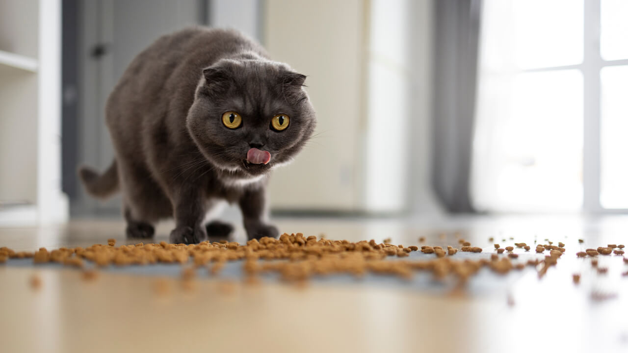 how long can wet cat food sit out| A vet explains Guide