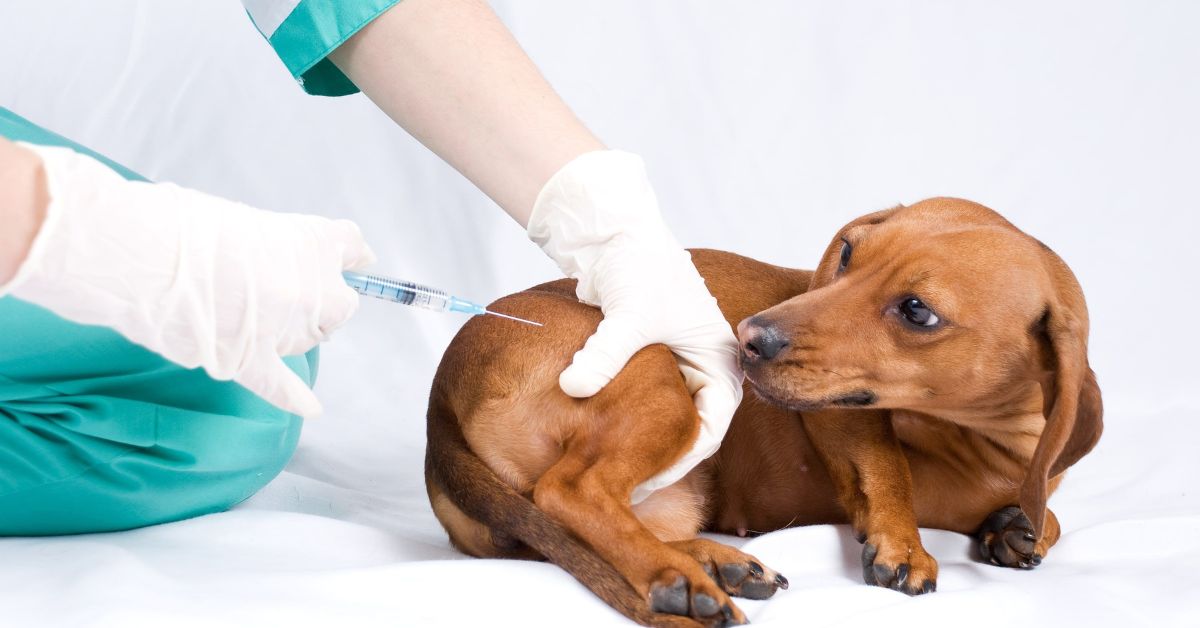 Are There Ways to Prevent Cancer in Dogs
