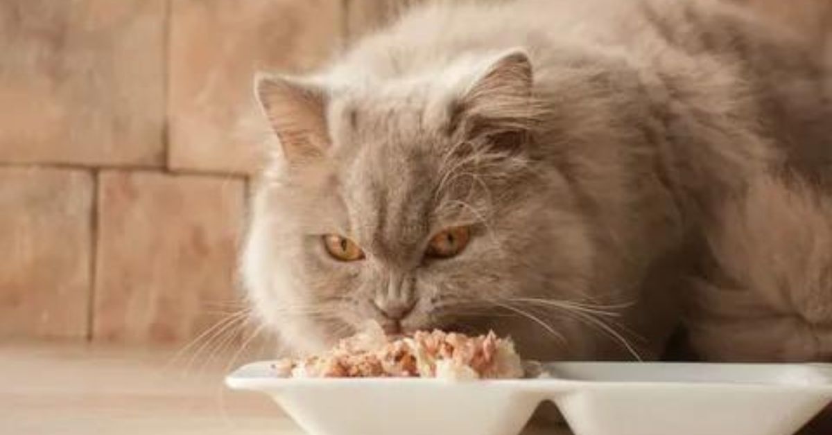 Best Cat Food for Indoor Cats Wet