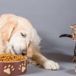 Can Cats Eat Dog Treats
