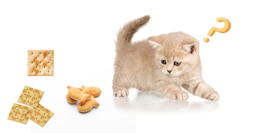 Can Cats Eat Goldfish Crackers