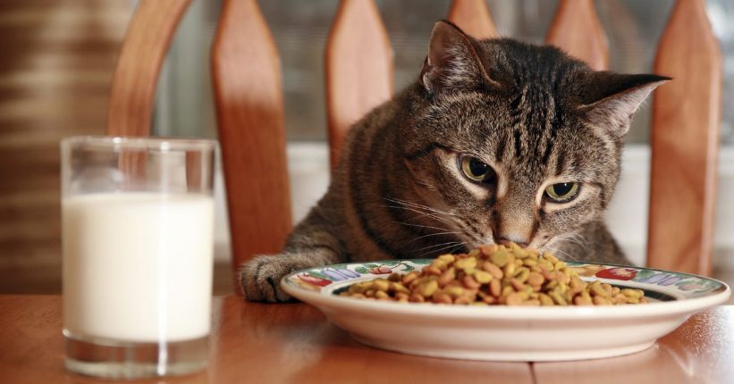 Can Cats Eat Lentils Vet Reviewed Nutritional Facts