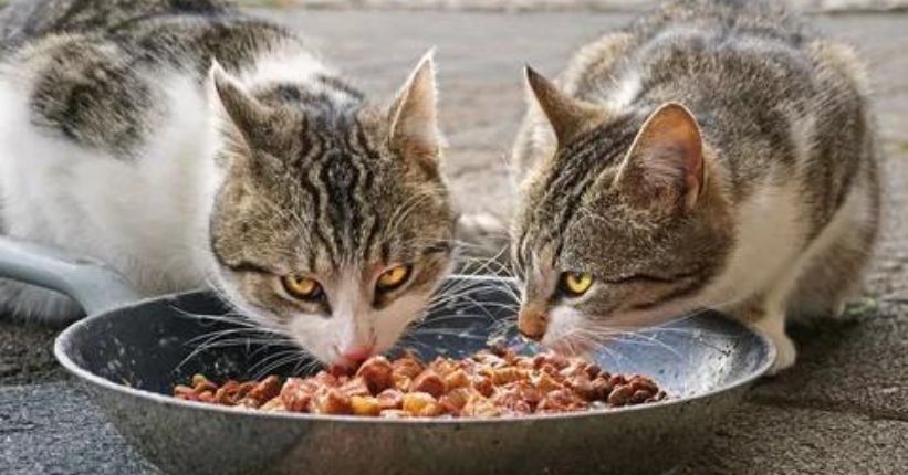 Can Cats Eat Lentils