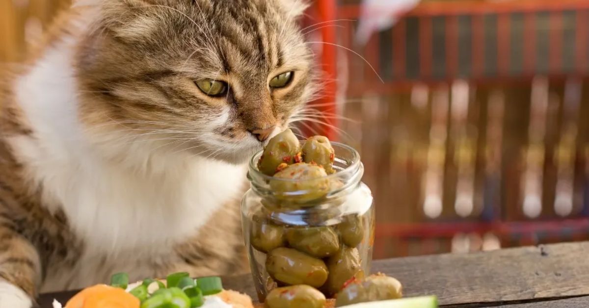 Can Cats Eat Olives Vet-Approved Nutritional Science & Info