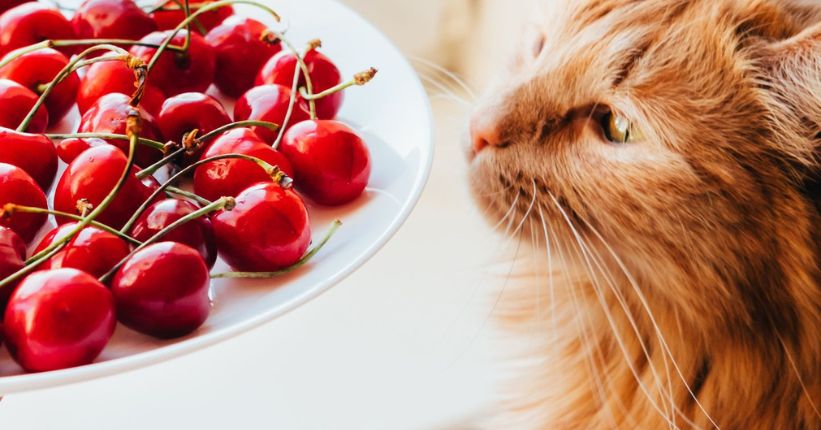 Can Cats Eat Pomegranate? – Care Of Pets Iibrary