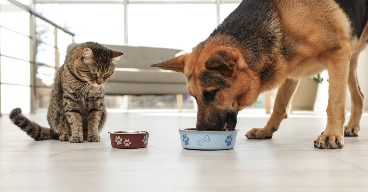 Can Dogs and Cats Share the Same Treats