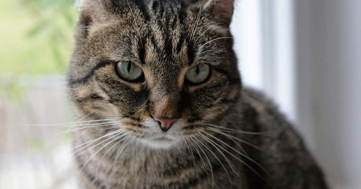 Can Hyperthyroidism in Cats Be Treated