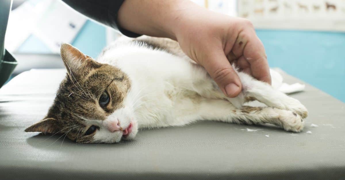 Can You Let Your Cat with Kidney Failure Die Naturally