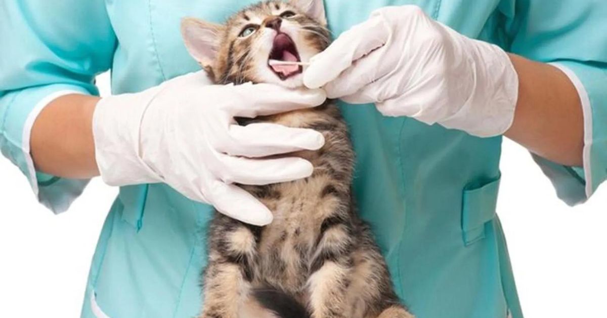 Cat Dental Care & Dental Surgery