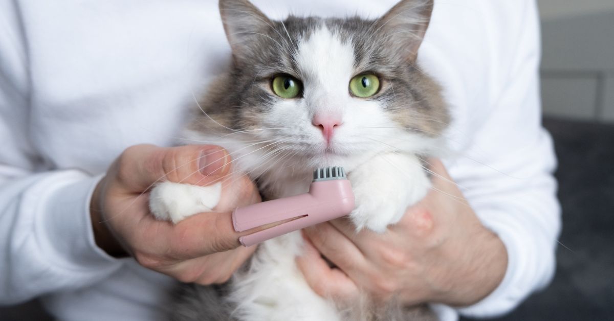 Cat Dental Care Near Me