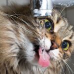 Cat Drinking a Lot of Water and Meowing