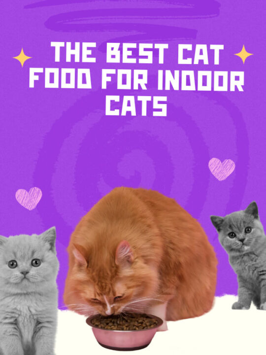 The Best Cat Food For Indoor Cats