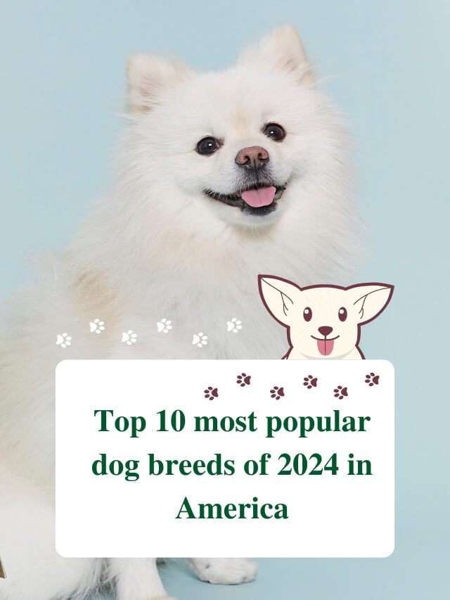 Top 10 most popular dog breeds of 2024 in America