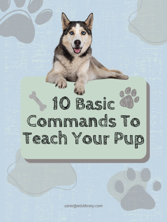 10 Basic Commands To Teach Your Pup