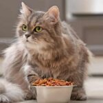 Feeding Your 12 week old cat for Optimal Health and Happiness
