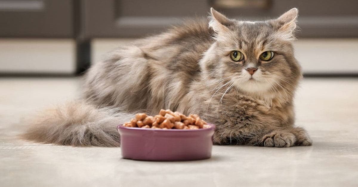 Finding the Best Cat Food What To Look For