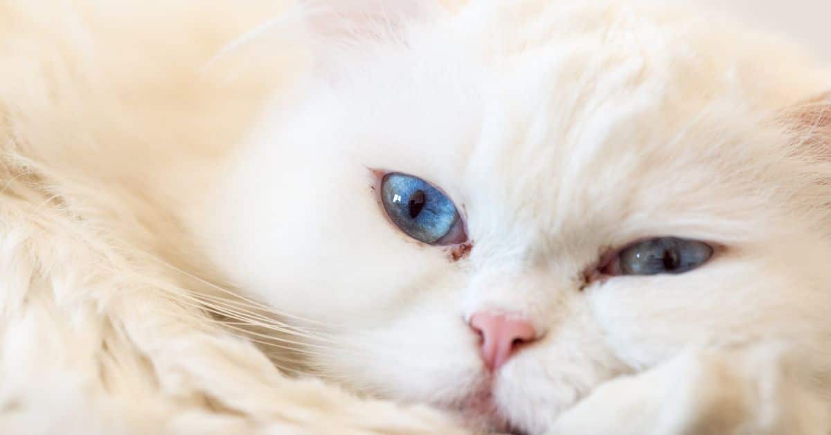 Home Remedies for Cat Clogged Tear Duct