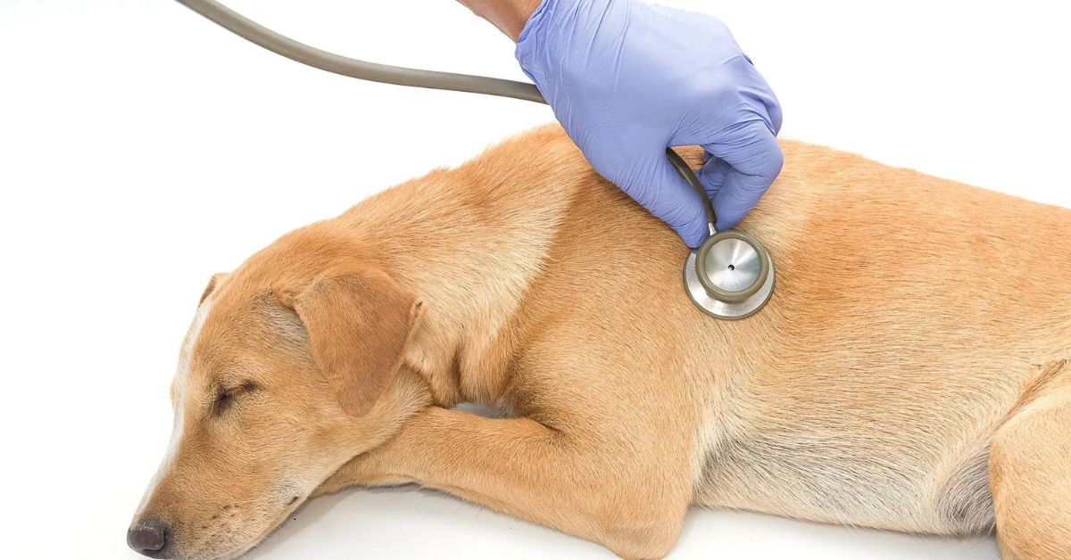 Home Remedies for Dogs with Heart Failure