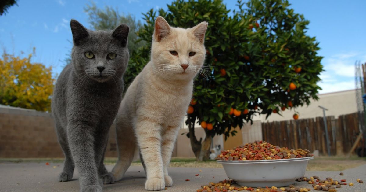 How Best to Help Feral Cats in Your Community