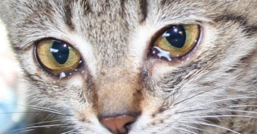 How Can I Prevent Cat Brown Eye Discharge