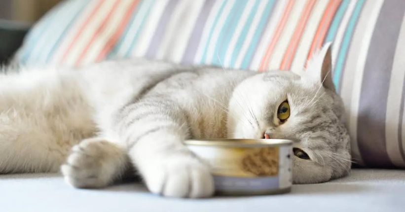 How Long Can Canned Cat Food Sit Out Covered