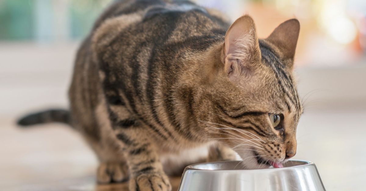 How Long Can a Cat Go Without Food Before Liver Damage