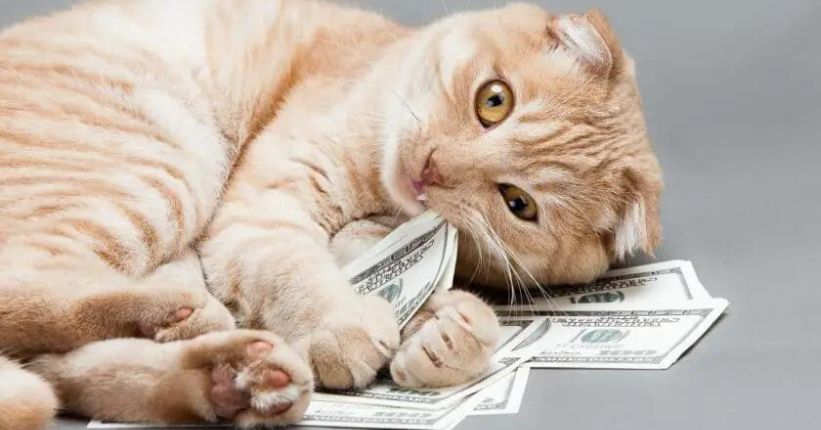 How Much Does It Cost to Euthanize a Cat