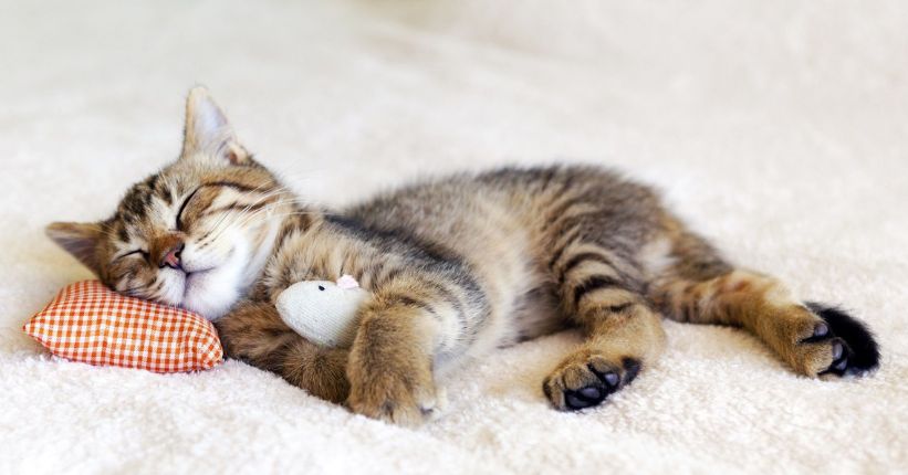 How Much Does it Cost to Put a Pet to Sleep