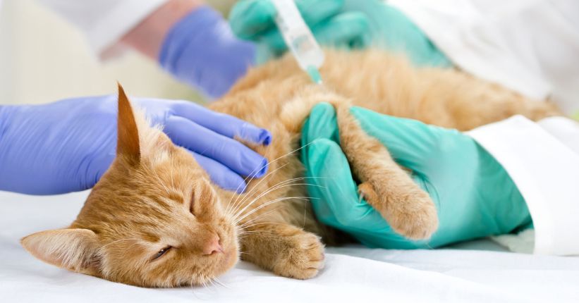 How Much to Euthanize a Cat