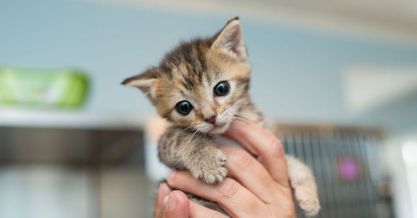 How To Care For A Kitten The Complete Guide