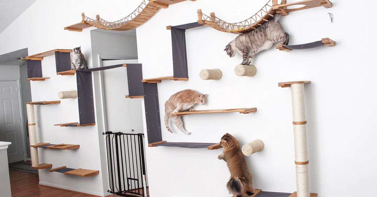 How to Create a Safe Room for Your Cat