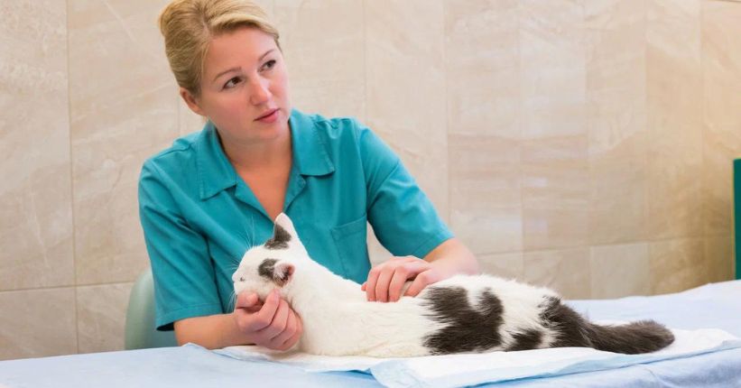 How to Measure Cat Respiration Rate