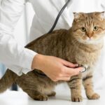 How to Take Care of An Outdoor Cat Vet Approved Facts