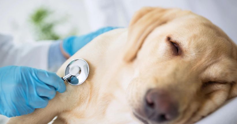 How to Tell if Your Dog is in Pain from Cancer
