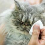 Managing A Cat Clogged Tear Duct