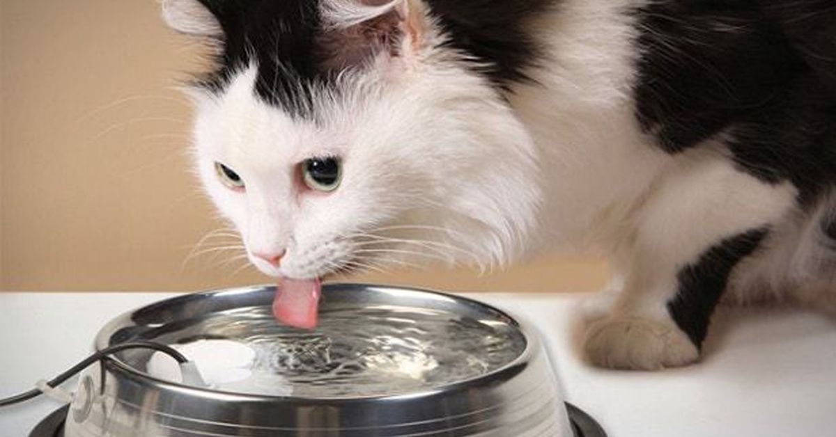 The Significance of Increased Water Consumption in Cats