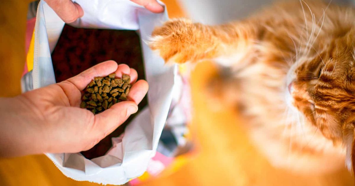 What Are The Pros and Cons of Wet vs. Dry Foods for Indoor Cats