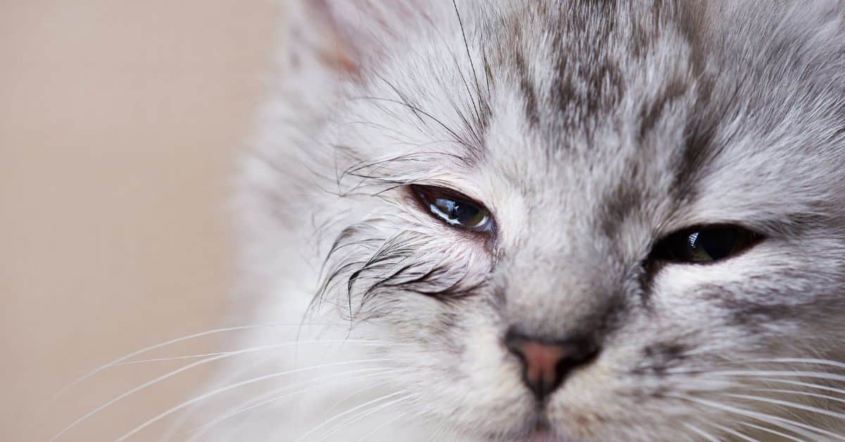 What Are the Causes of a Blocked Tear Duct in Cats