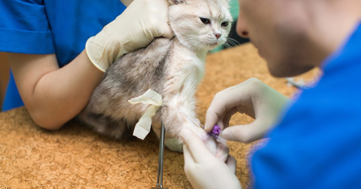 Should You Spay a Pregnant Cat?