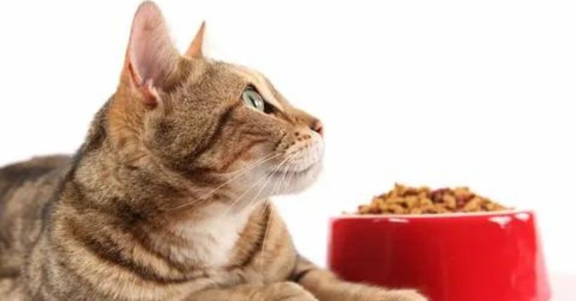 What Can Cats Eat From the Fridge Cat Food Alternatives