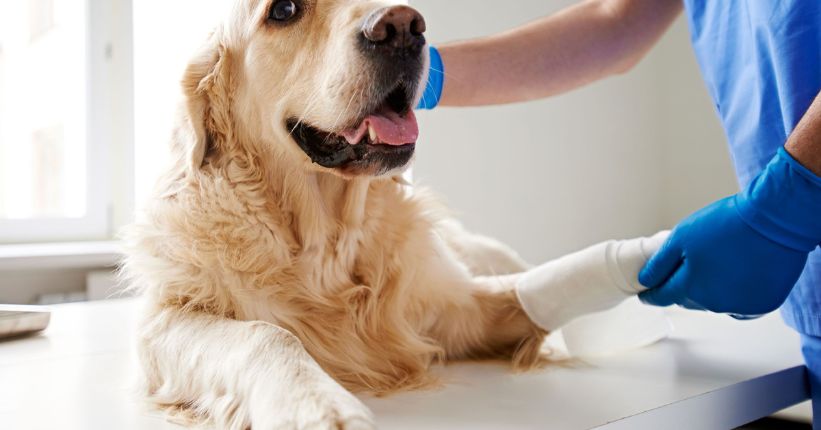 What Can you Give Dogs for Cancer Pain