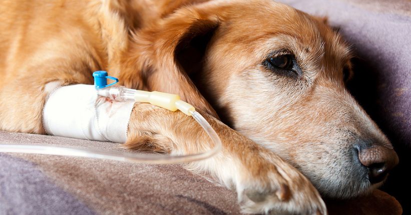 What Causes Stages of Dog Cancer Leading to Death