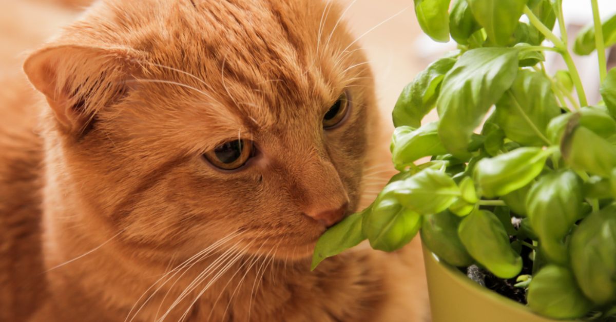 What Foods Are Toxic to Cats