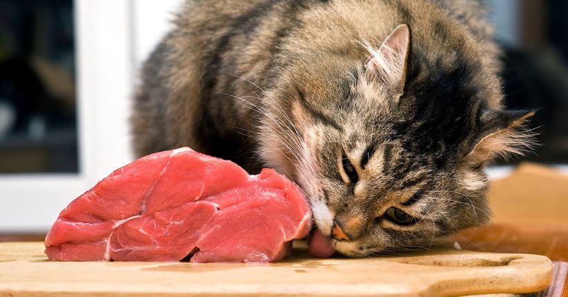 What Meats Can Cats Eat
