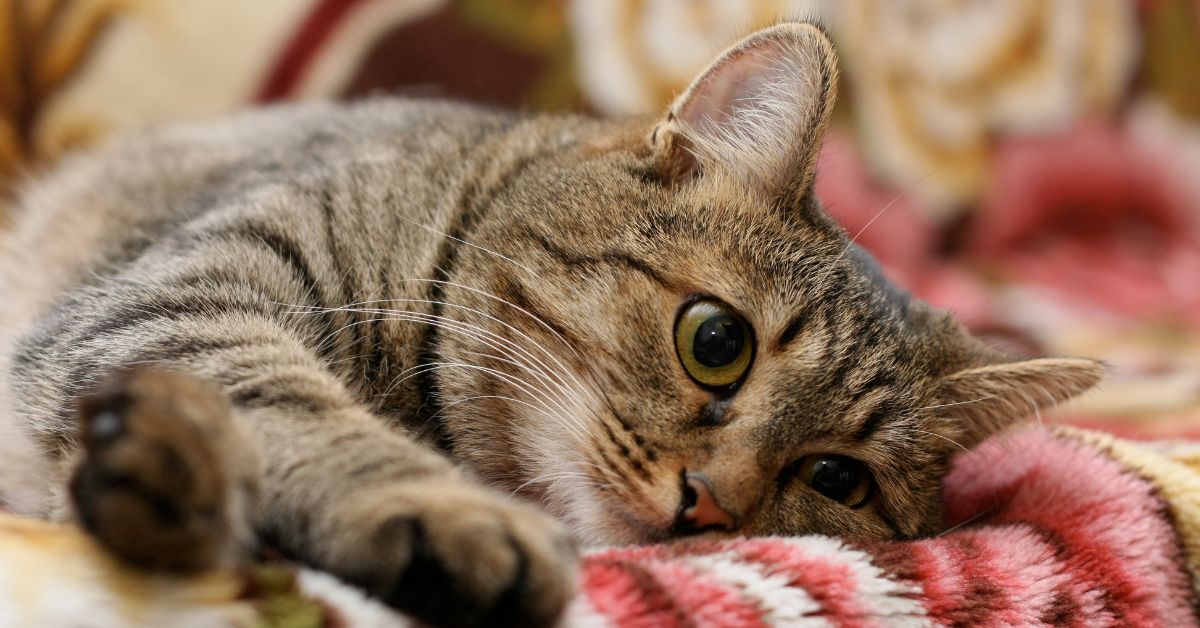 What are Melatonin Tablets for Cats