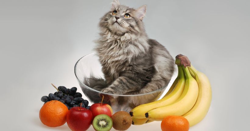 What fruit can cats eat