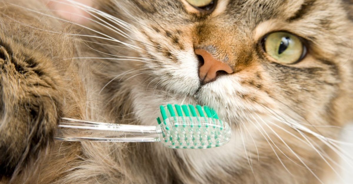 What is Proper Dental Hygiene for Your Cat's Teeth