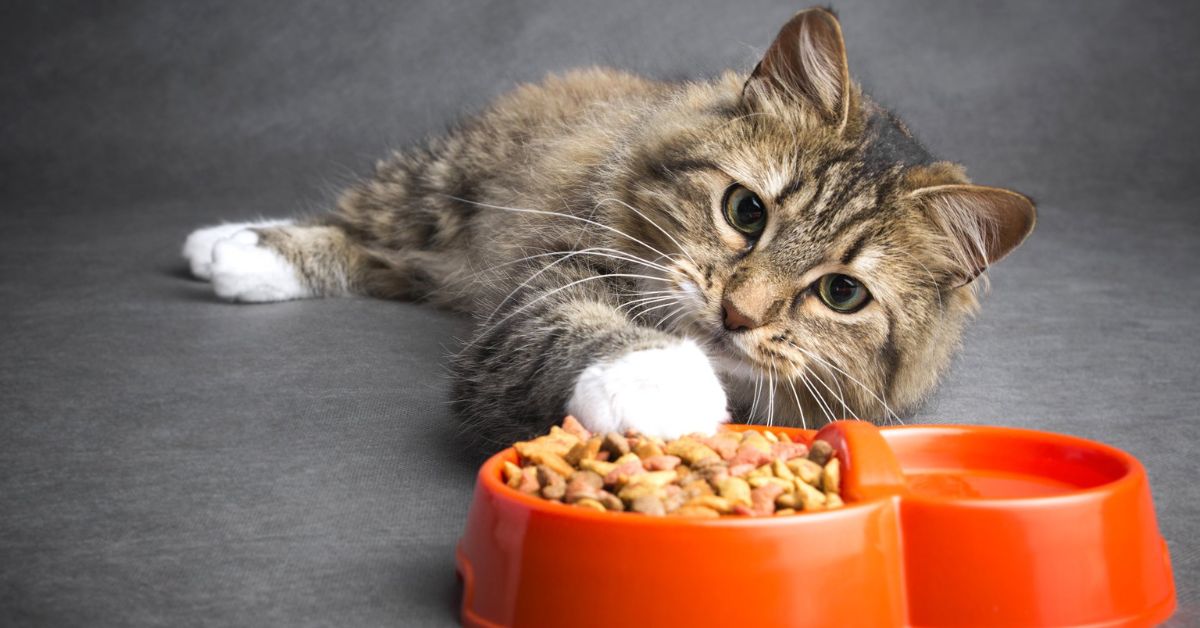 What should I look for when selecting cat food