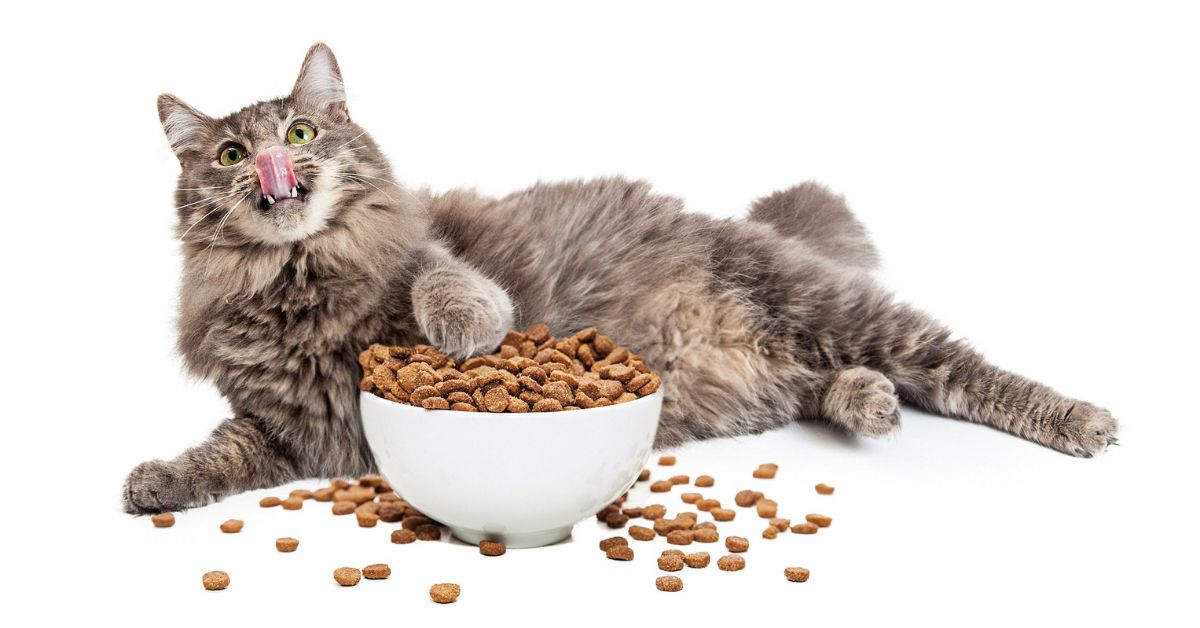 What to Look for in Cat Food for Senior Cats