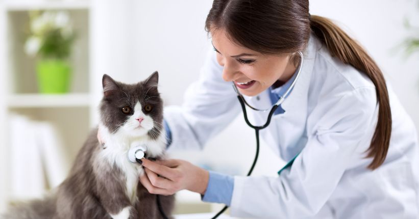 What will a veterinarian look for during an initial kitten care visit